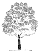 Liquidambar Liquidambar