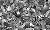 metal_556