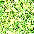 prato_98