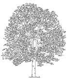 Liquidambar Liquidambar