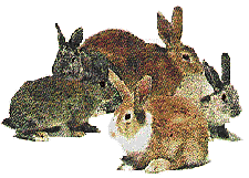 conigli_1.gif (12967 byte)